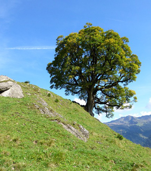 信息轰炸在线使用免费